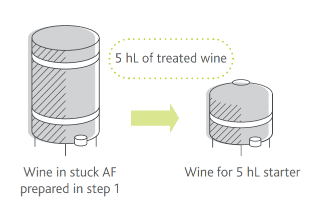 Preparation of the wine for the yeast inoculum