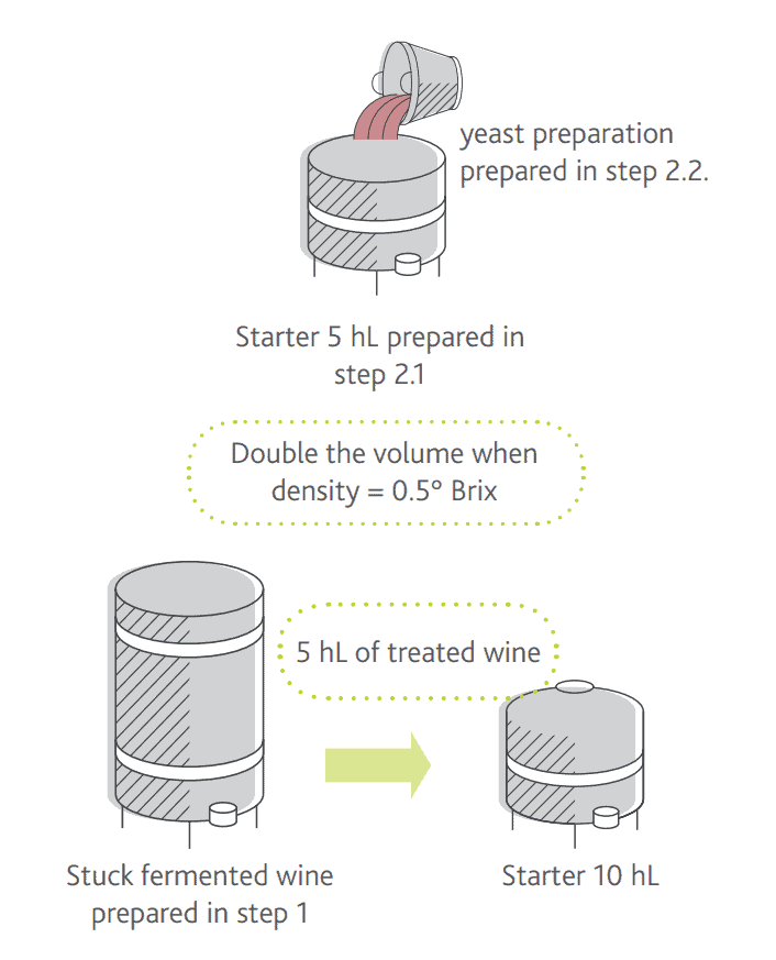 Acclimatisation of the yeast preparation